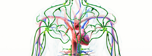 Diagram of lymphatic system highlighting a few of the major lymph nodes