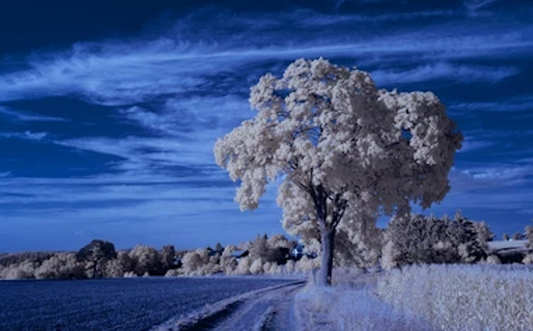 Sunlight filtering through trees to support mitochondrial health